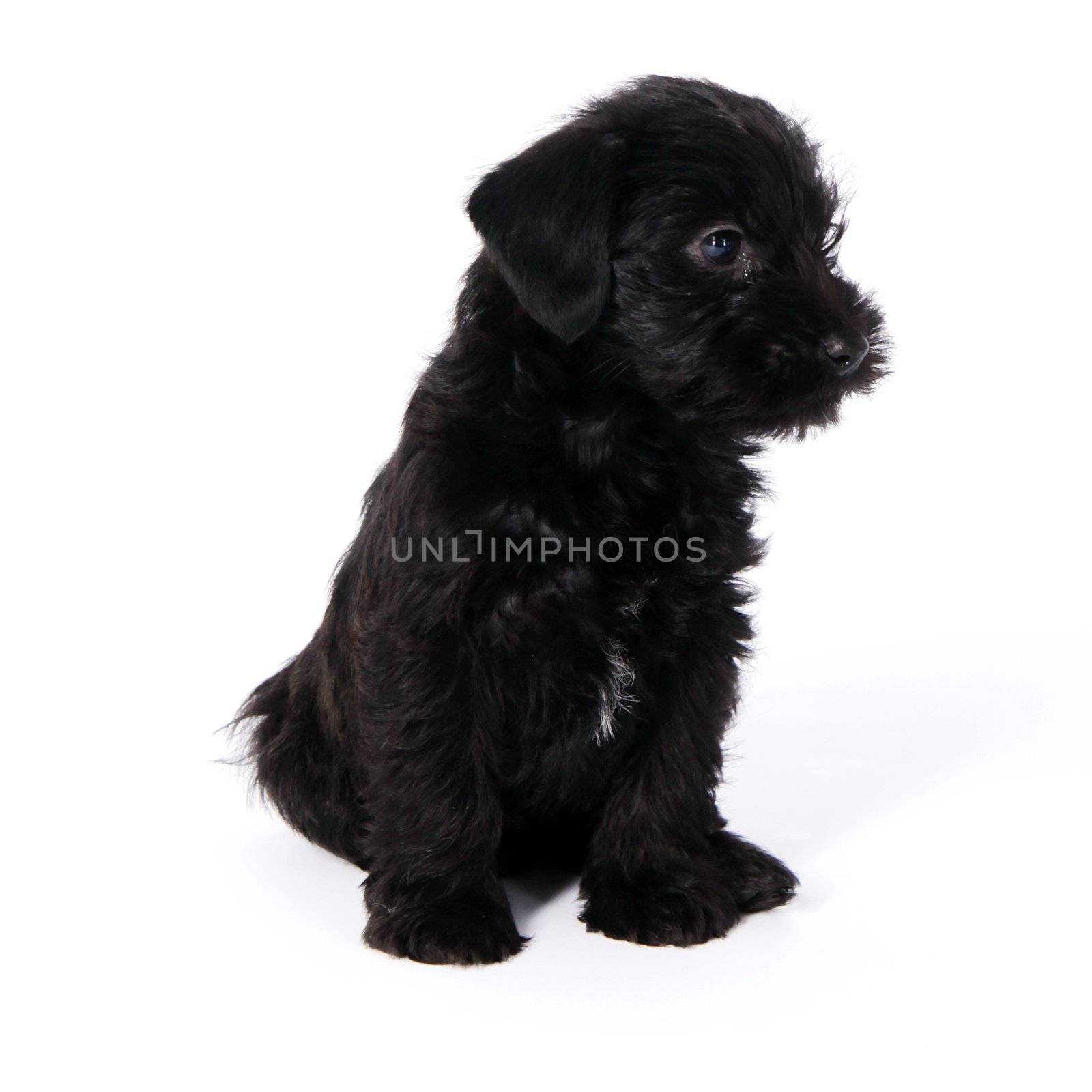 little puppies isolated on a white background