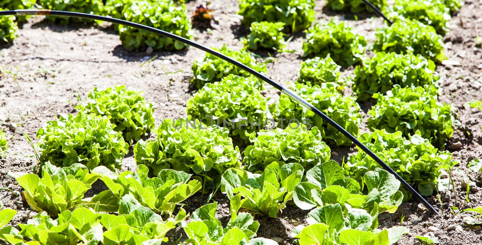 A small vegetable garden with salad during summer season, vivid colors and planty of details