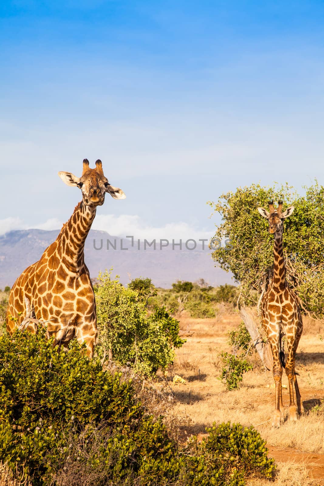 Kenya, Tsavo East National Park. Free giraffe in sunset light.