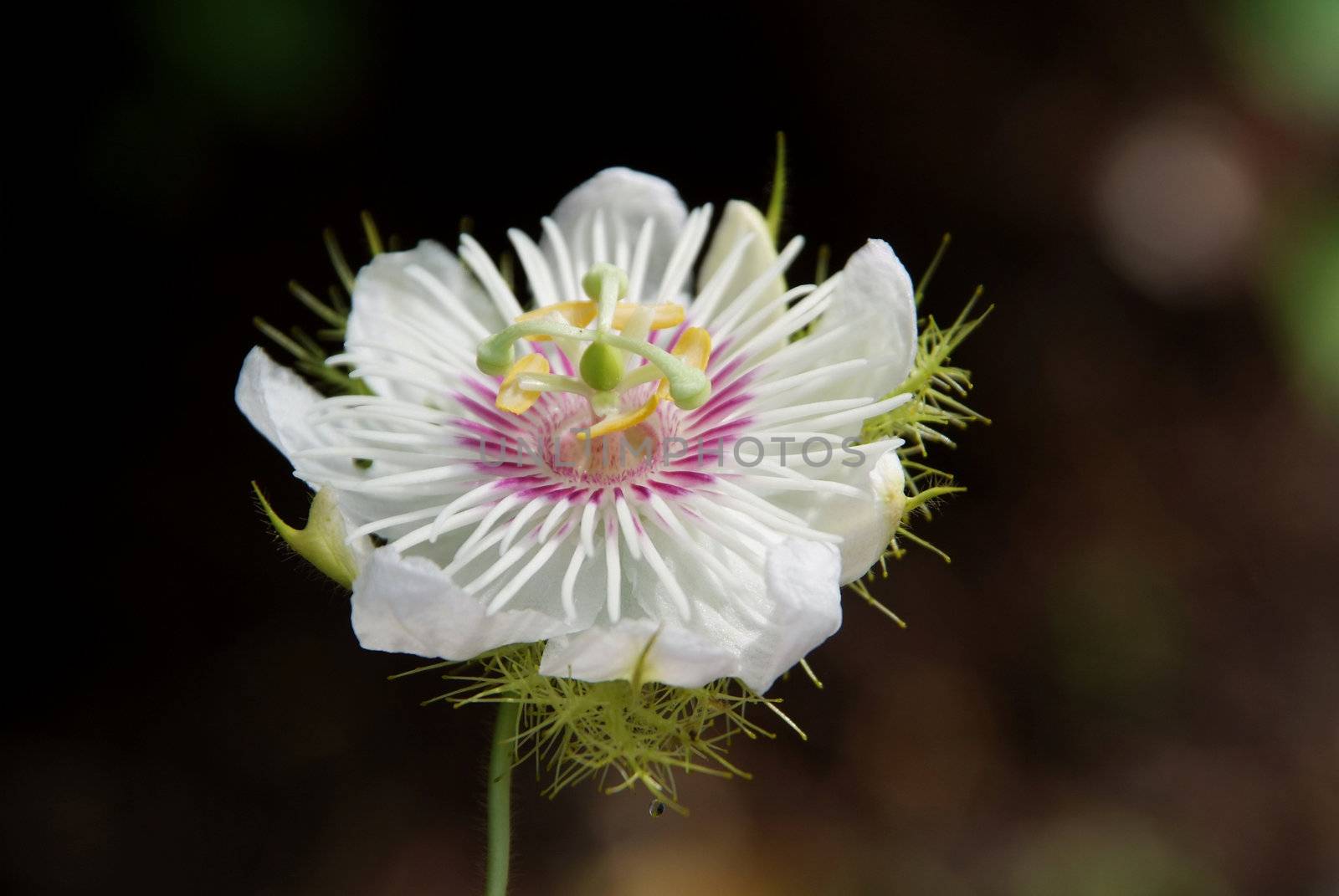 Purple passion Flower  by opasstudio