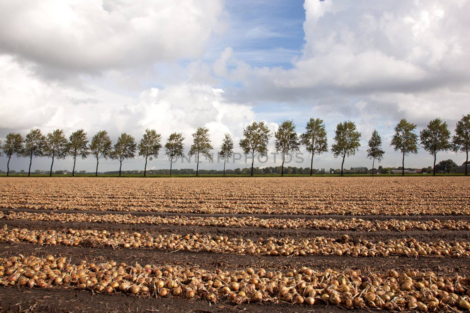 onions ready to be harvested on a field in Holland