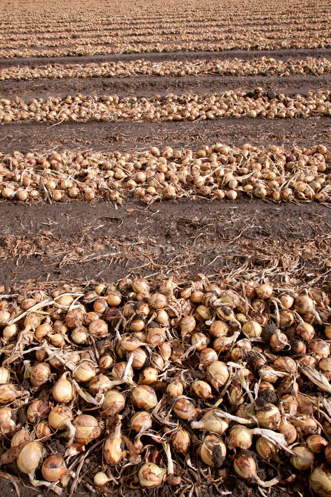 onions in rows on a field by ahavelaar