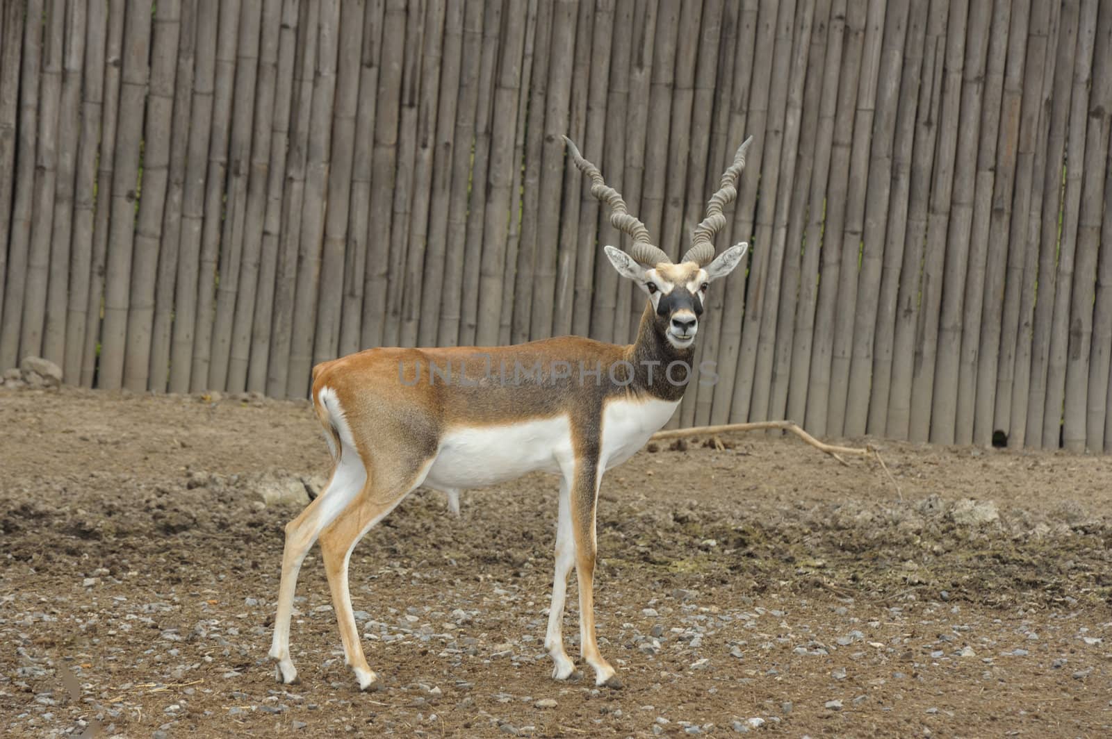 Blackbuck deer (Antilope cervicapra) in zoo.
