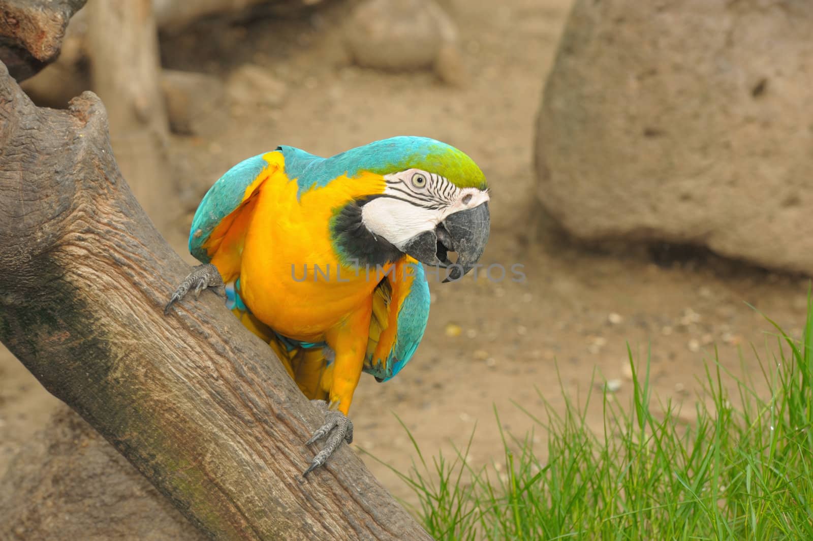 Macaw bird. by ngungfoto