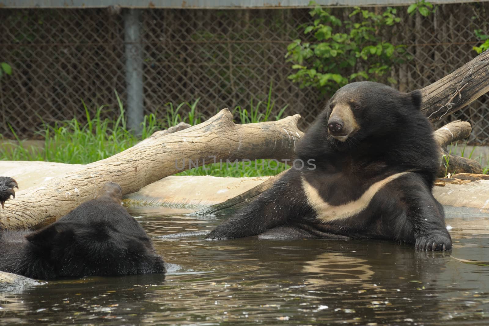 The Asiatic black bear relax in basin Thailand zoo.