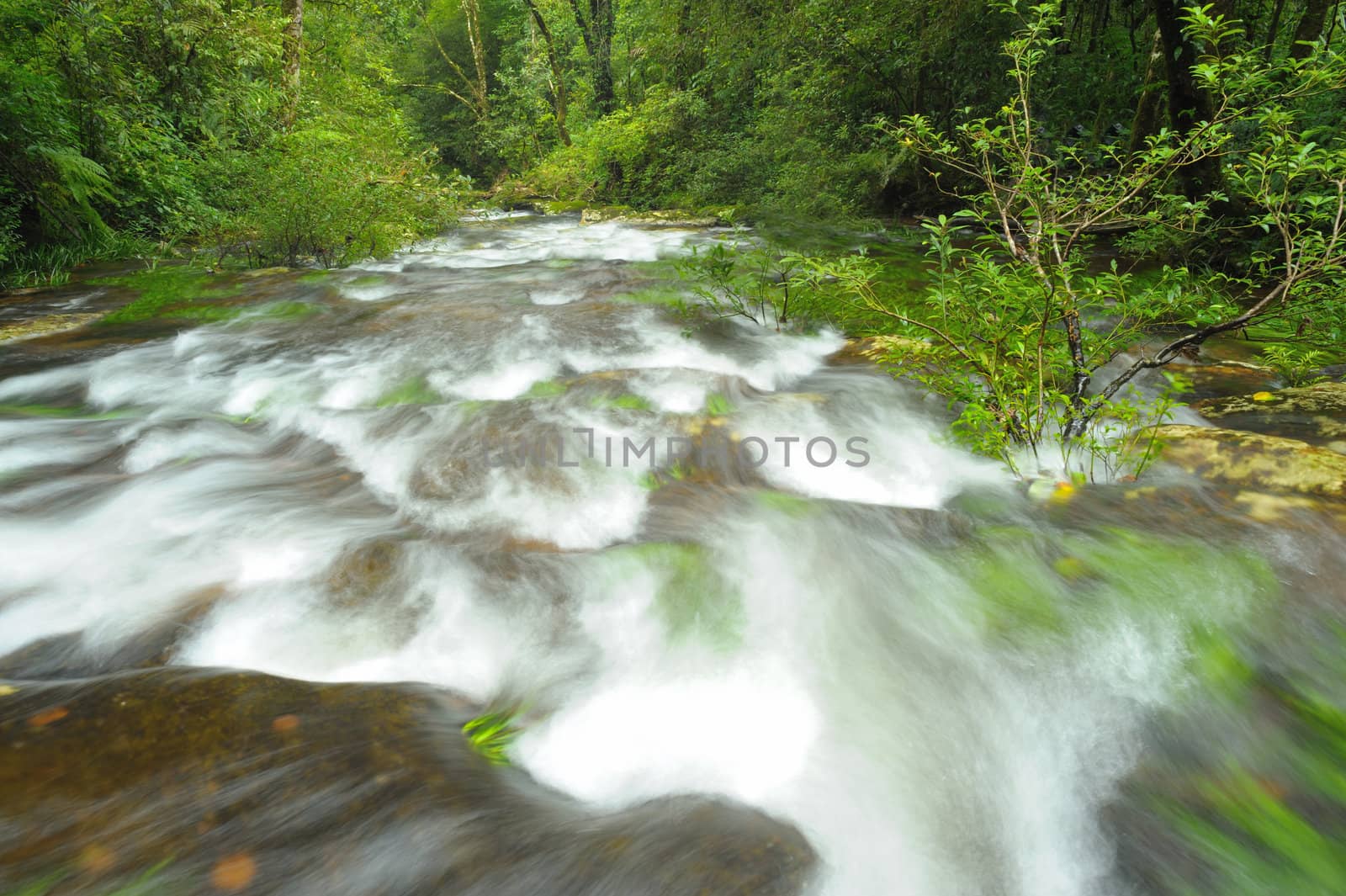 Mountain stream in the rainforest. by ngungfoto