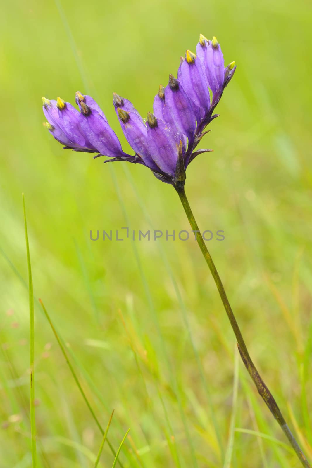 Burmannia coelestis D.Don by ngungfoto