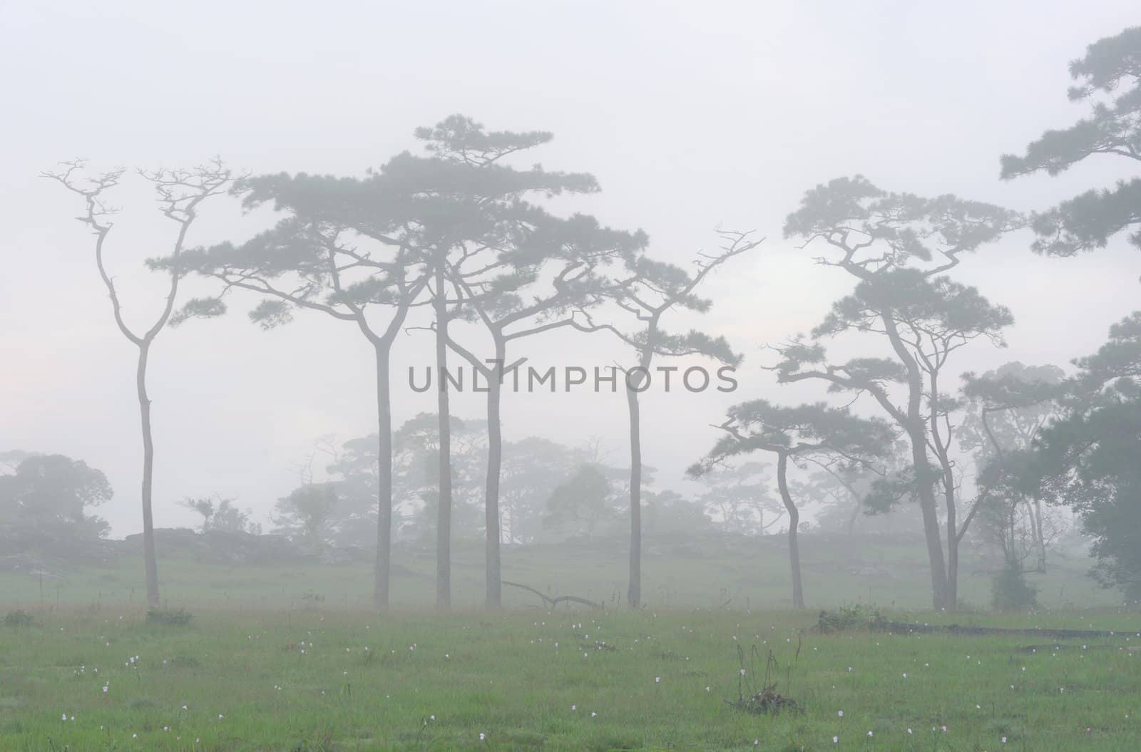 Mist flows through the trees in rain-forest. by ngungfoto