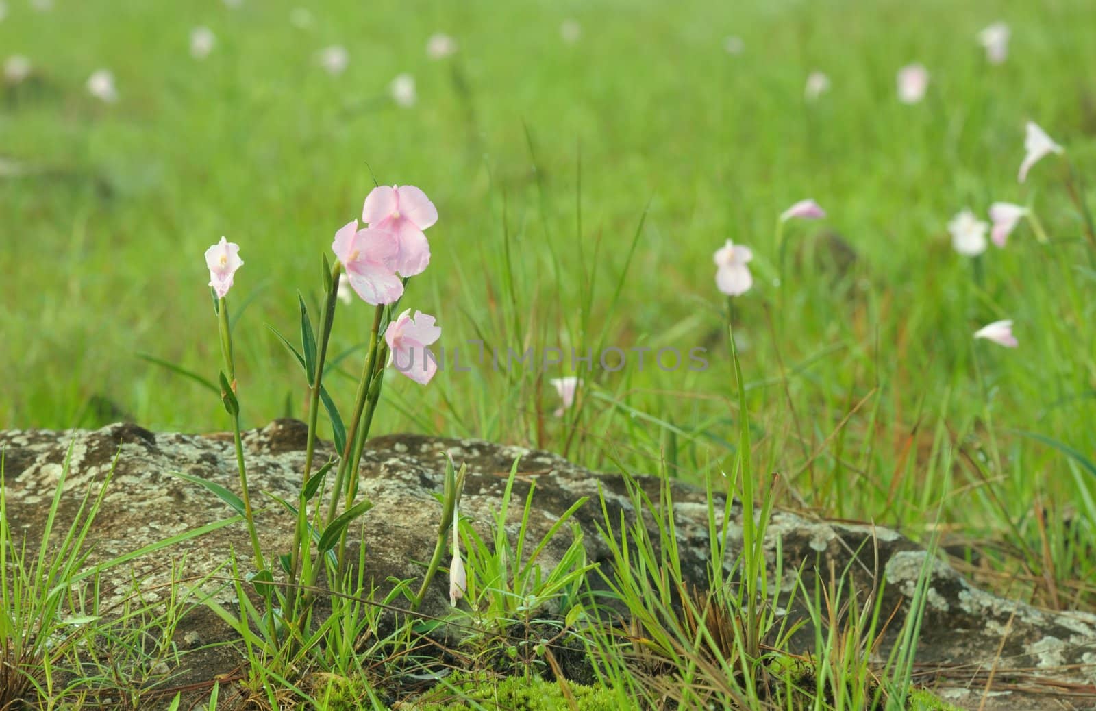 Pink field of Caulokaempferia thailandica. by ngungfoto