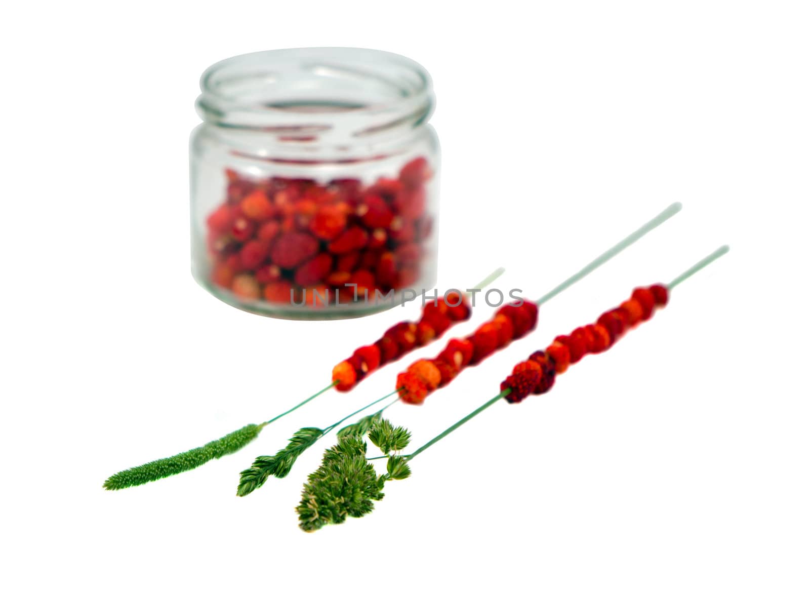 Wild forest strawberries in pot and string on bent wisp isolated on white background.