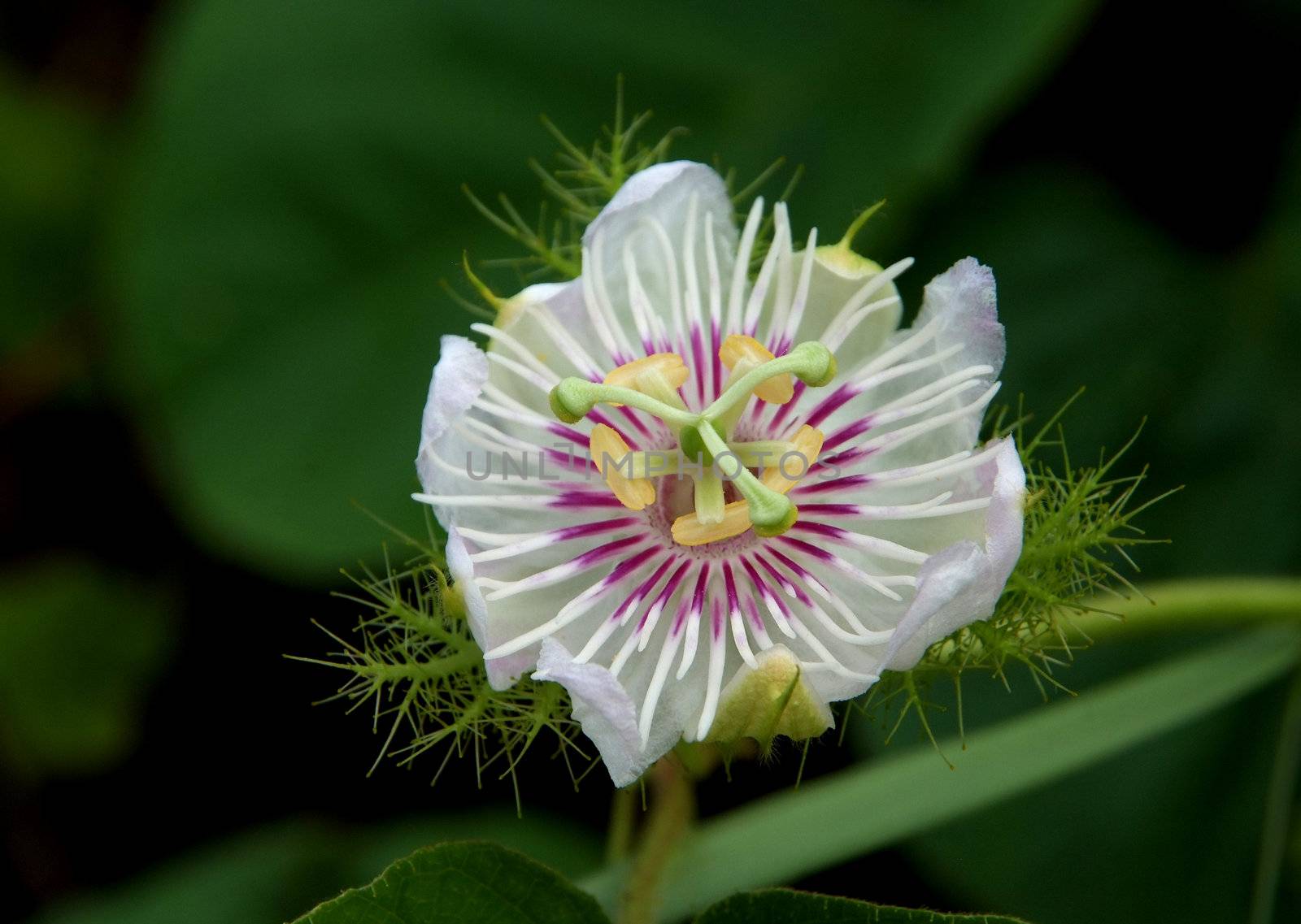 Purple passion flower  by opasstudio