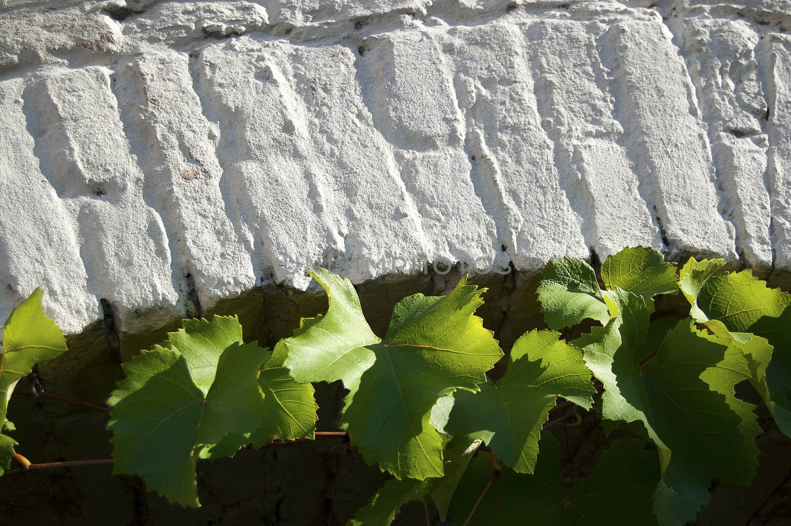 Green vine leaves under arch of white stone
