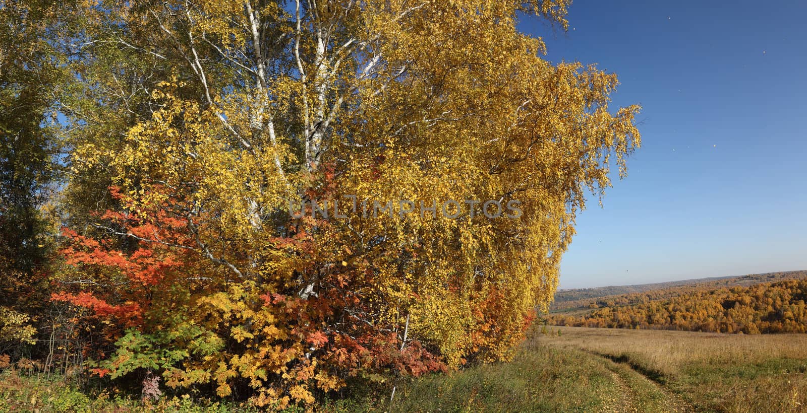 Golden Autumn in Siberia in late September