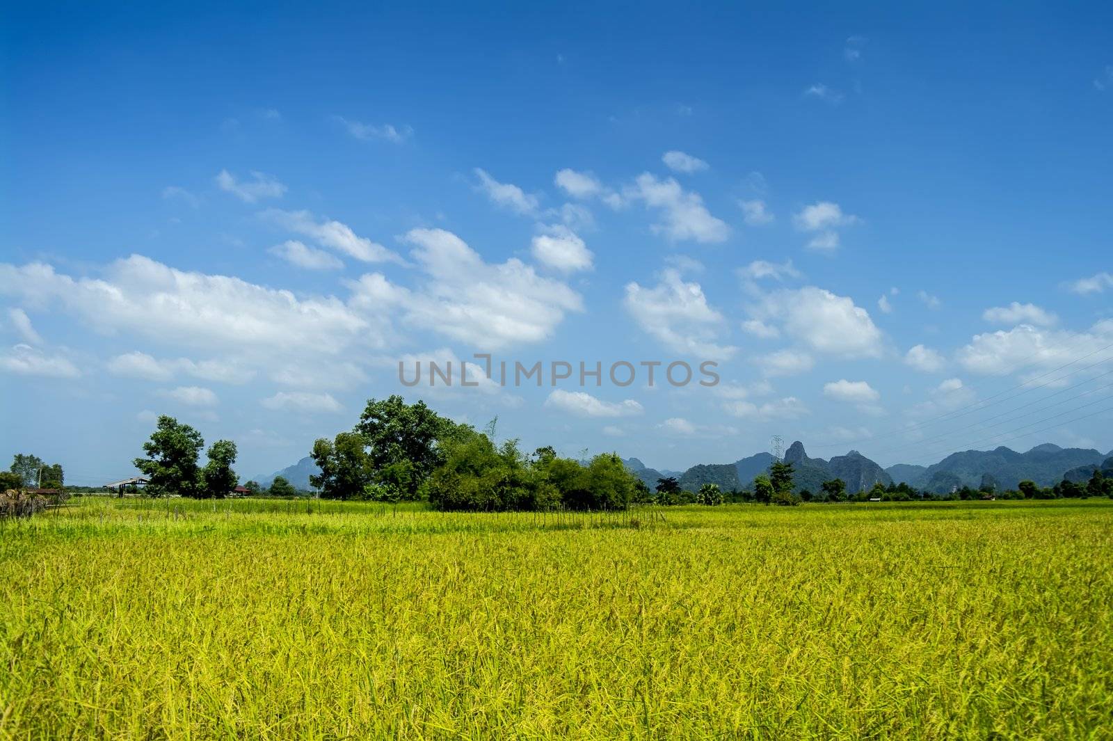 The field near Thathek. Laos. by GNNick