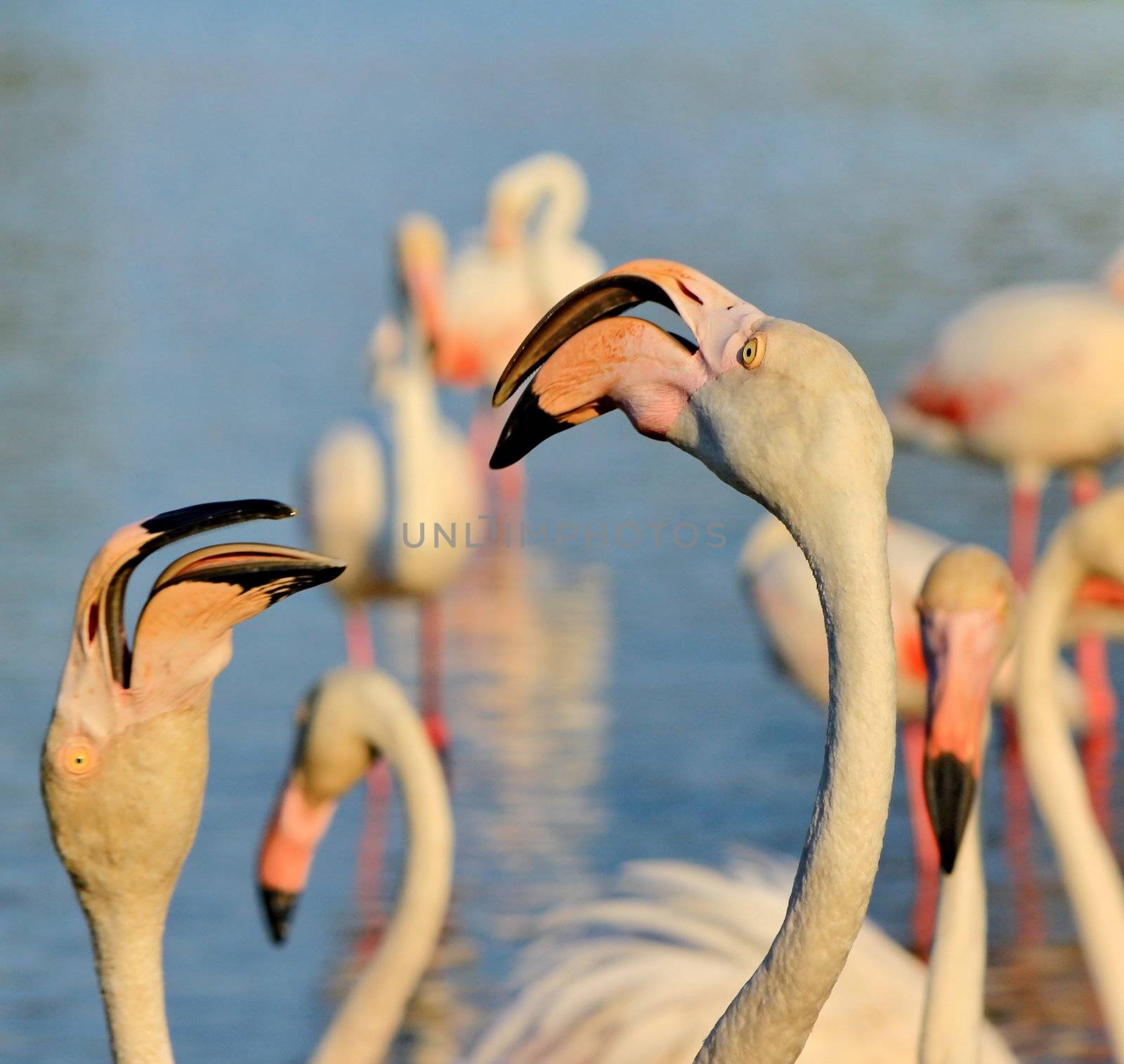 Pink flamingos by mariephotos