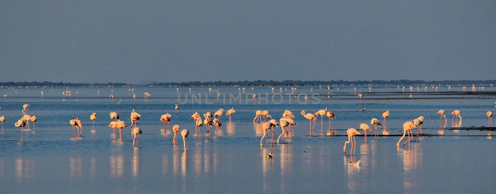 Camargue flamingo by mariephotos