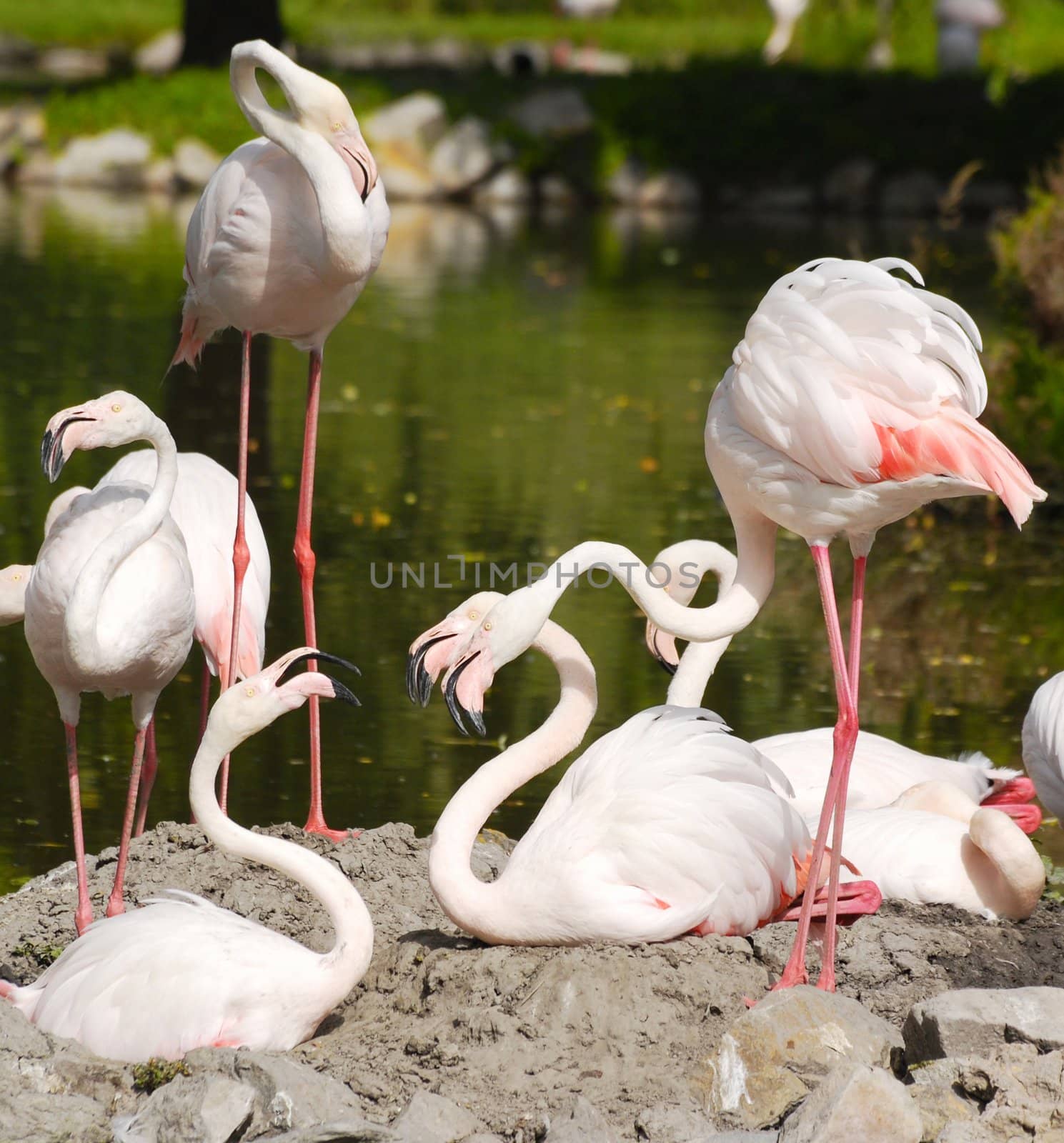 Nature wildlife scene with flamingos flock