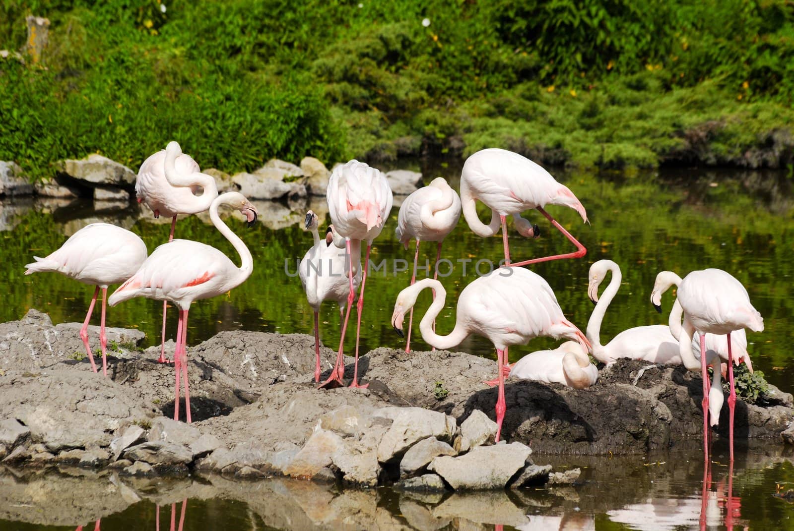 Nature wildlife scene with flamingos flock