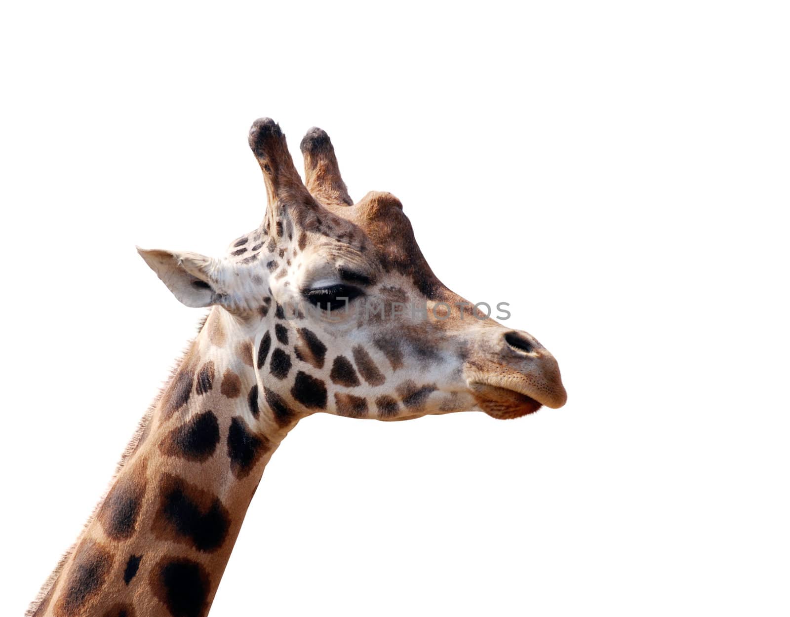 Giraffe head isolated on white