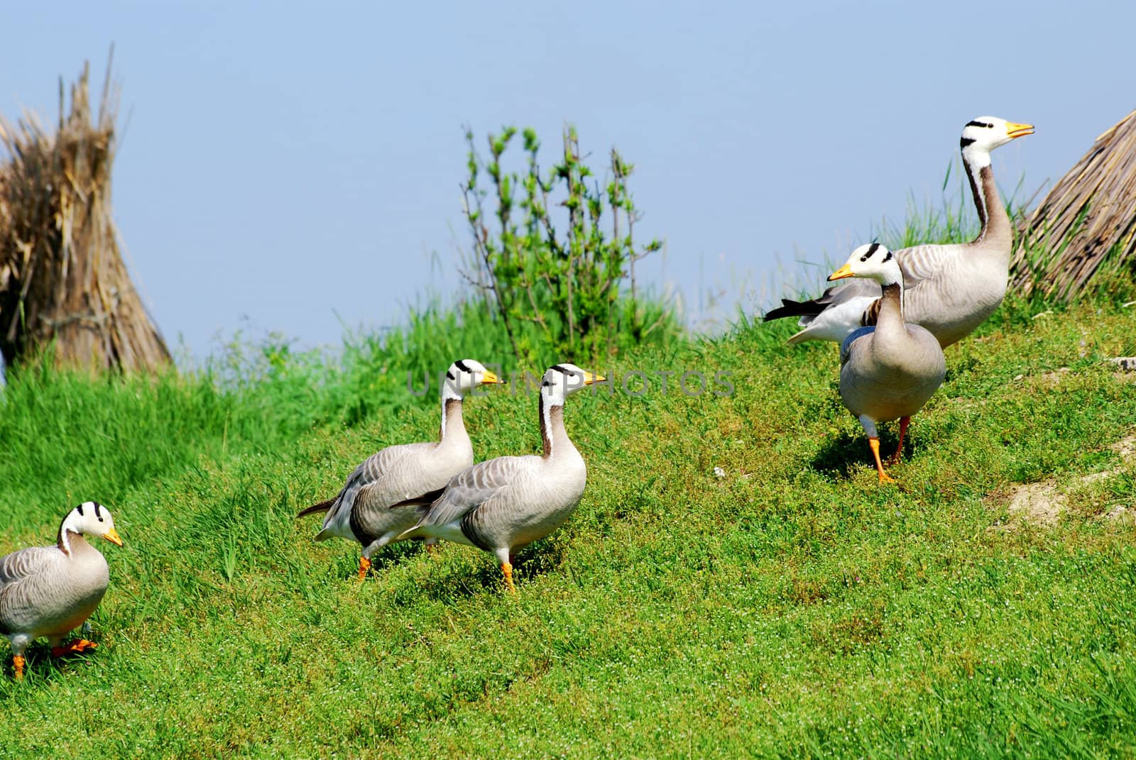 Nature rural scene with goose flock