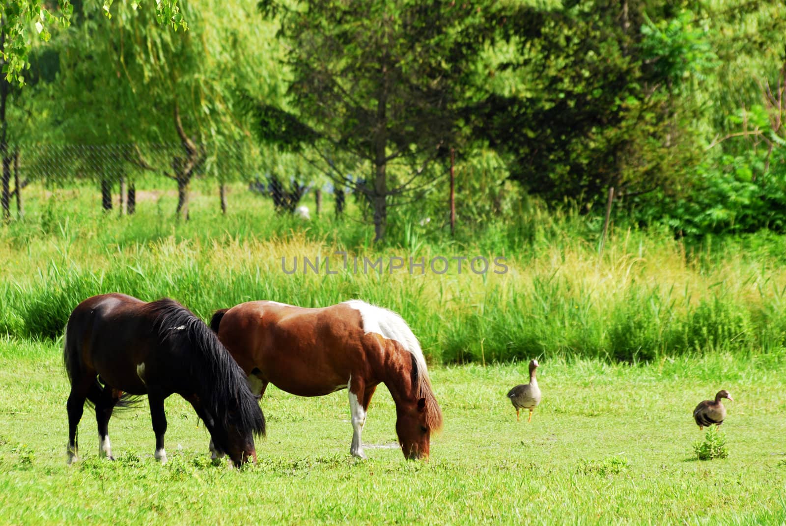 Farm rural scene with horses on pasture
