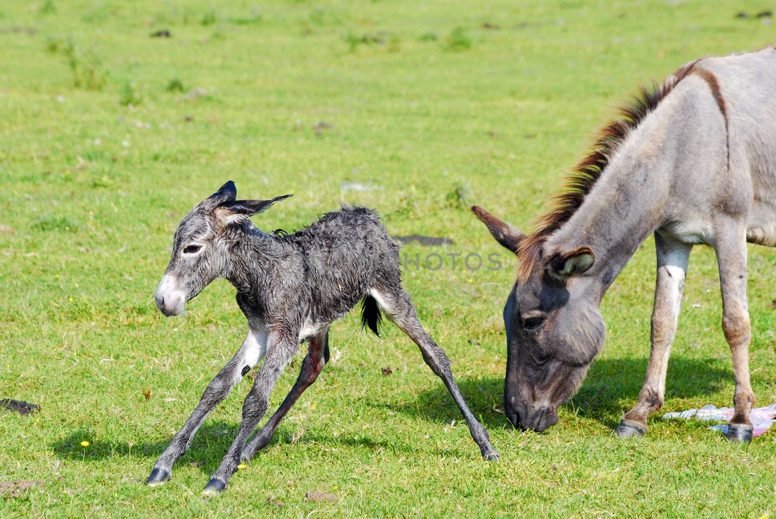 Just born little donkey and jenny