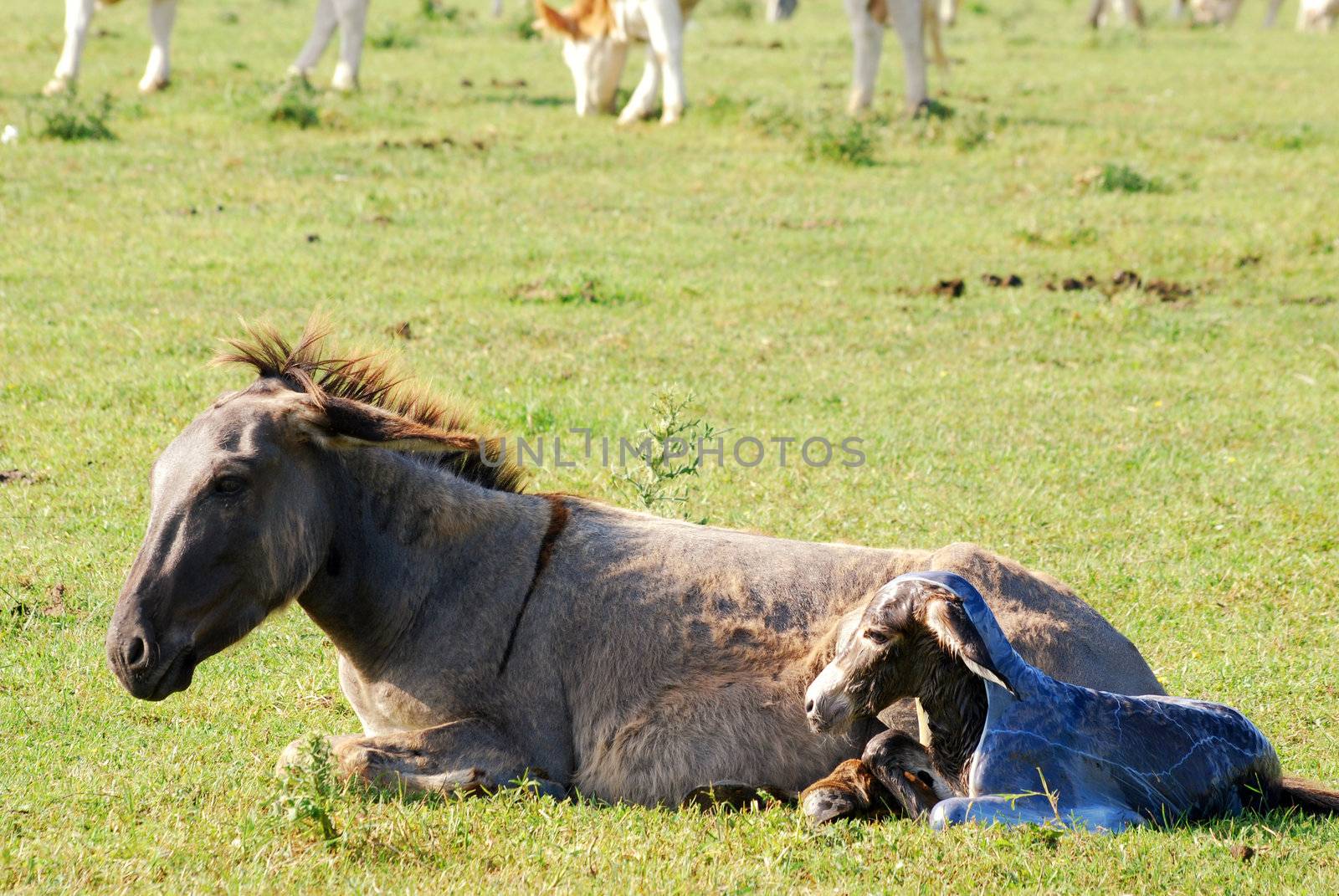 Just born little donkey on meadow