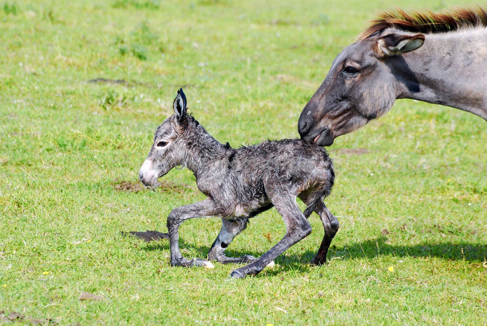 Just born little donkey trying his first step
