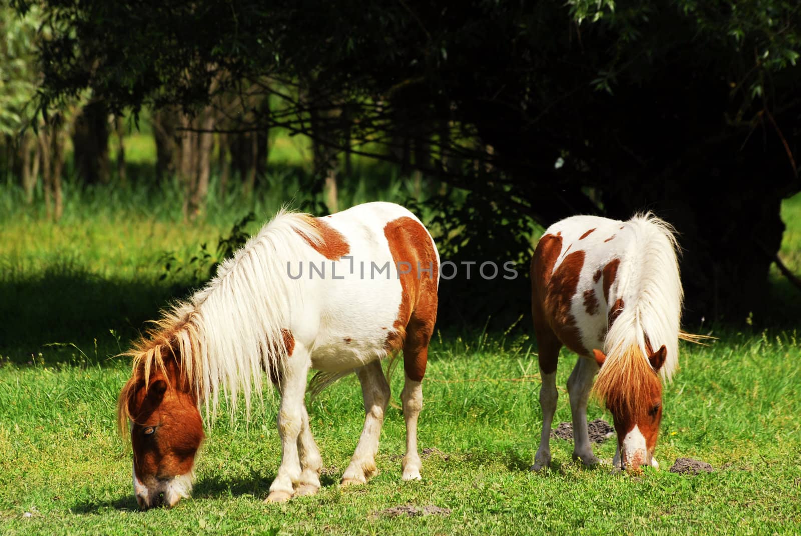 Rural farm scene with pony horses on pasture