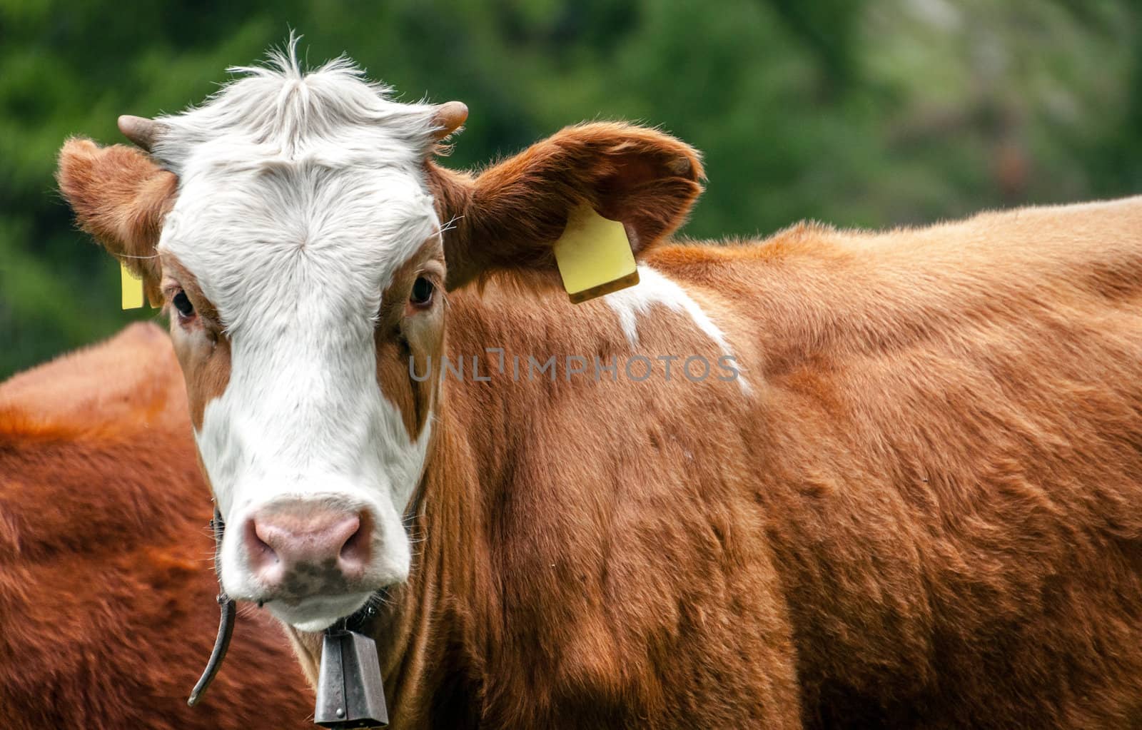 Cow looking into camera, in a alpine pasture