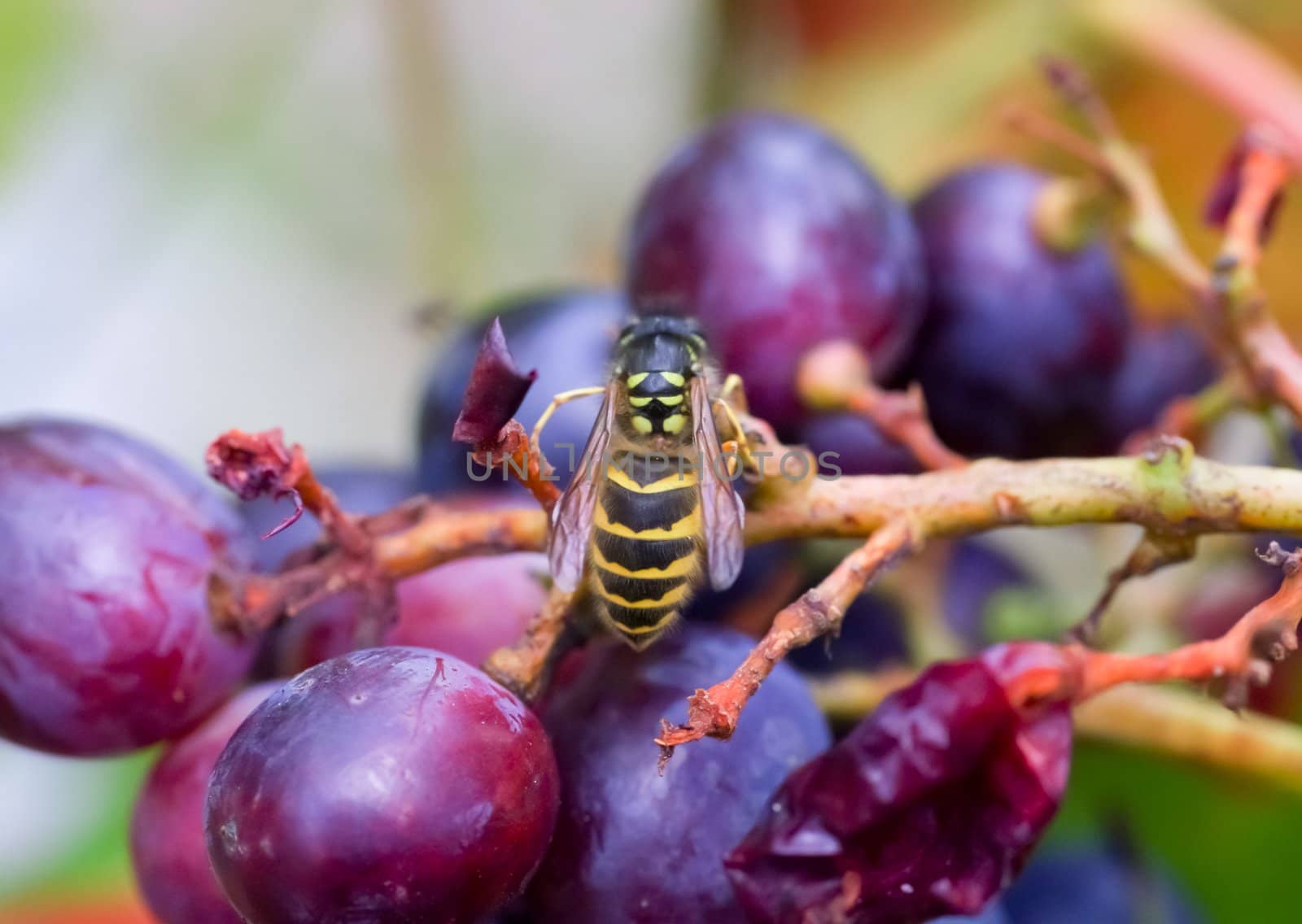 wasp on grapes