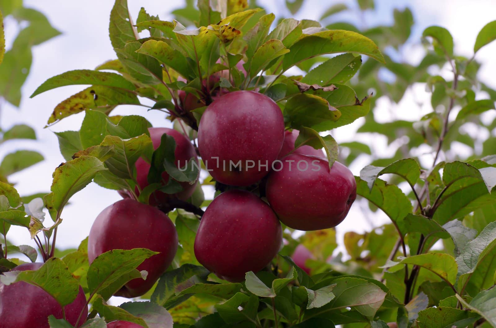 Appletree with red Apples
