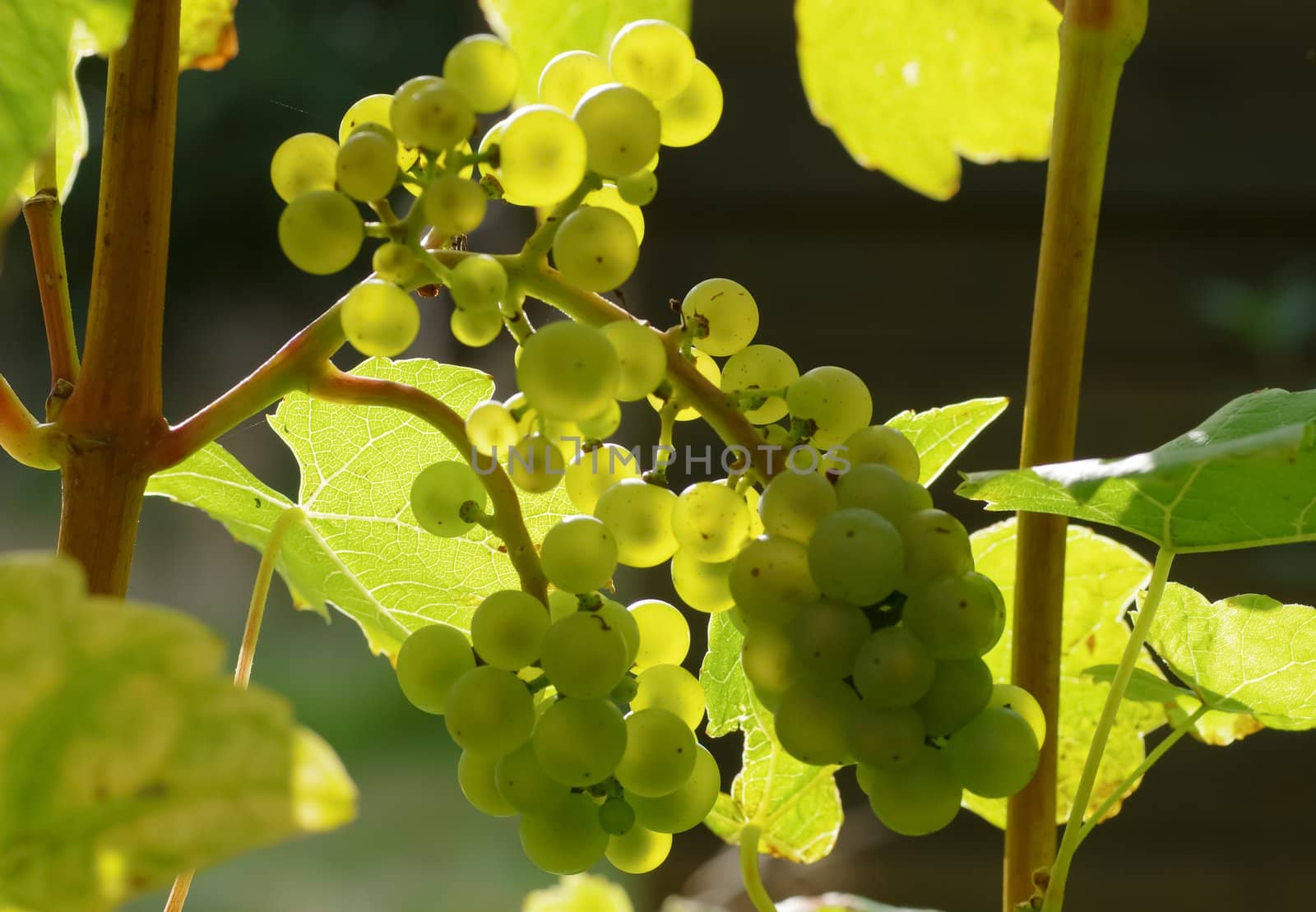 grapes on the vine by FotoFrank