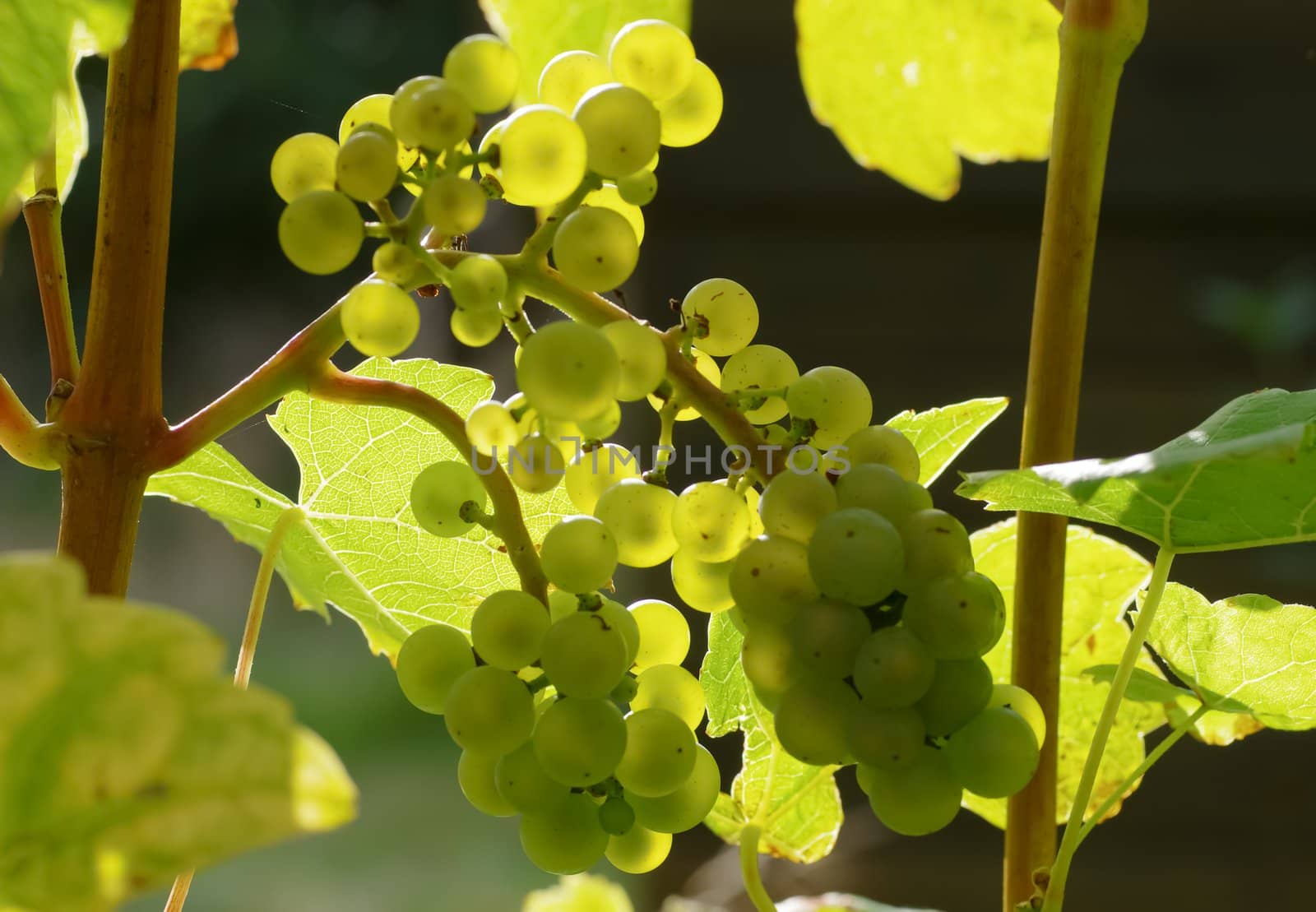 grapes on the vine