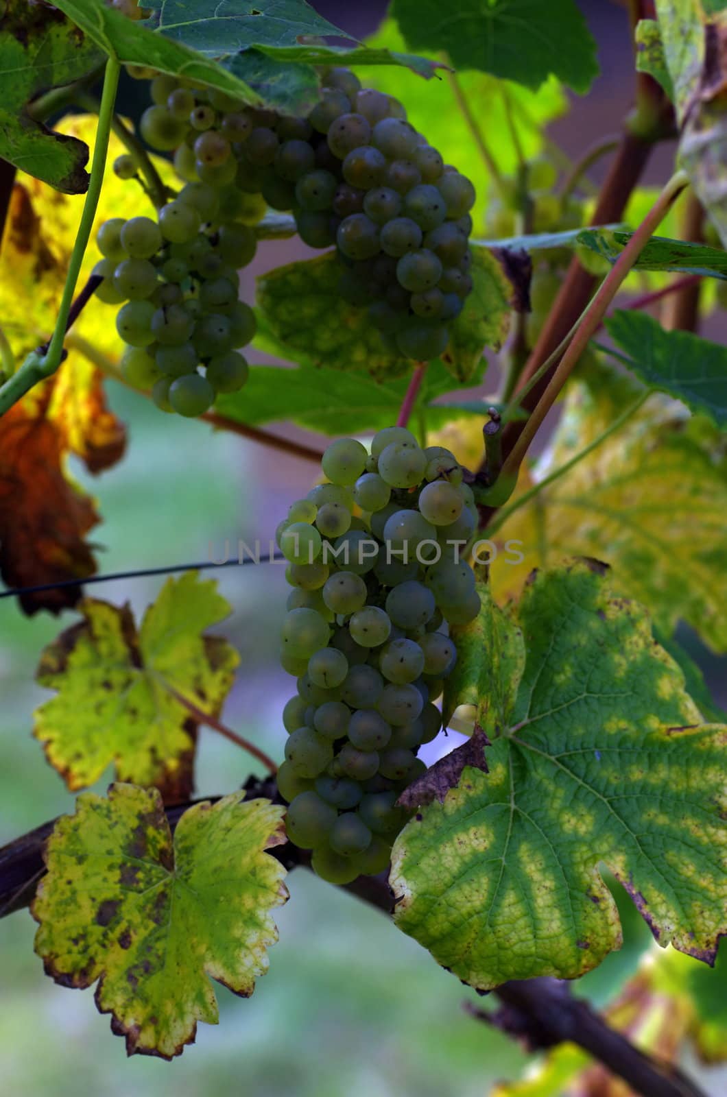 grapes on the vine