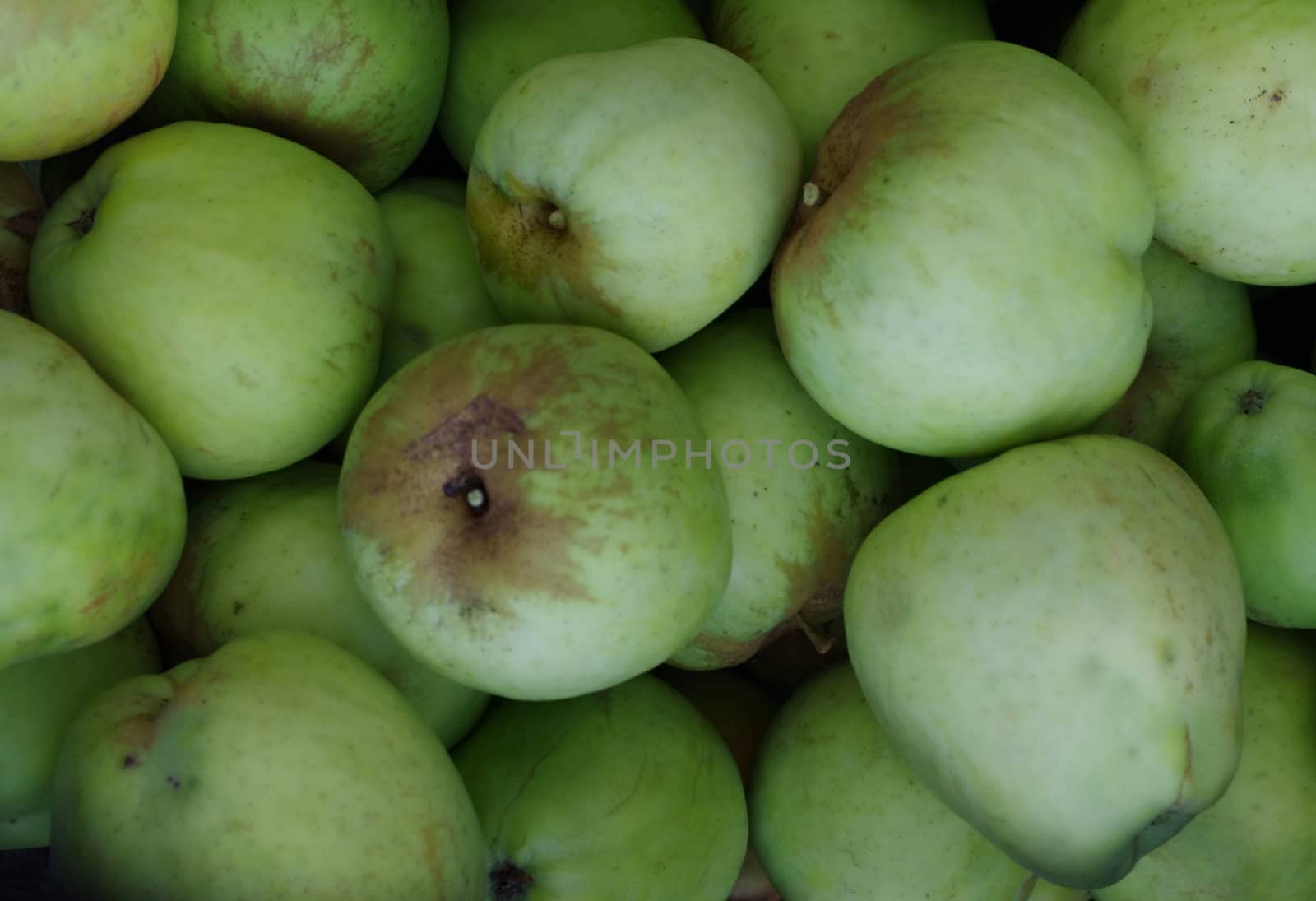 sunripened apples by FotoFrank