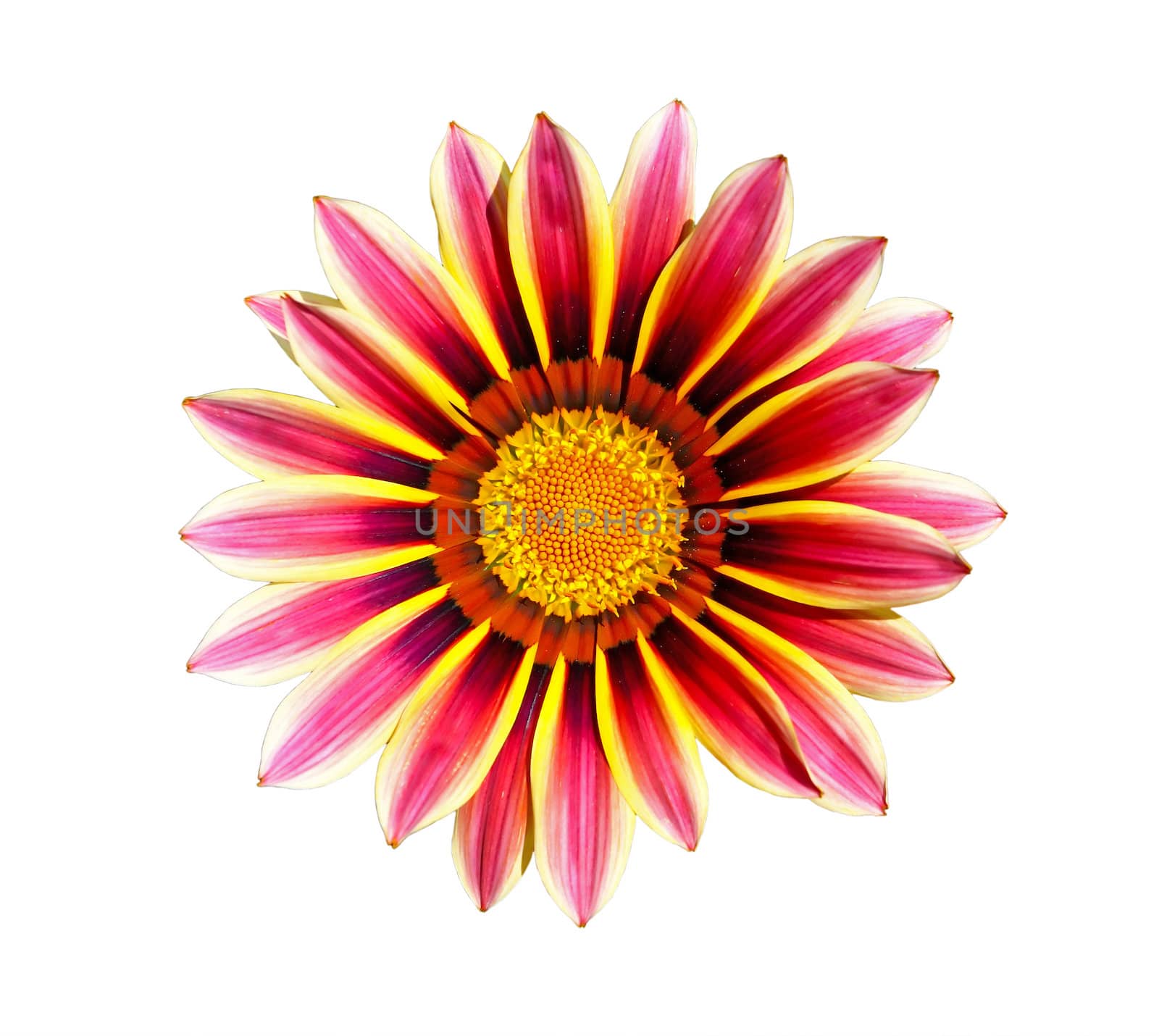 Flower of gazania, closeup, isolated on white