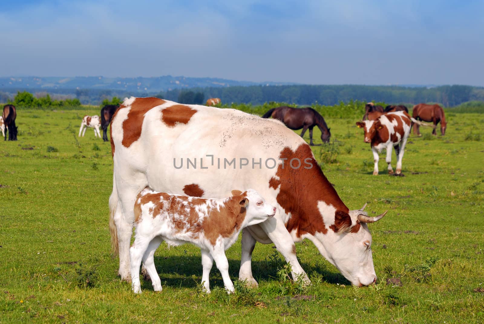 Cow and little calf on pasture
