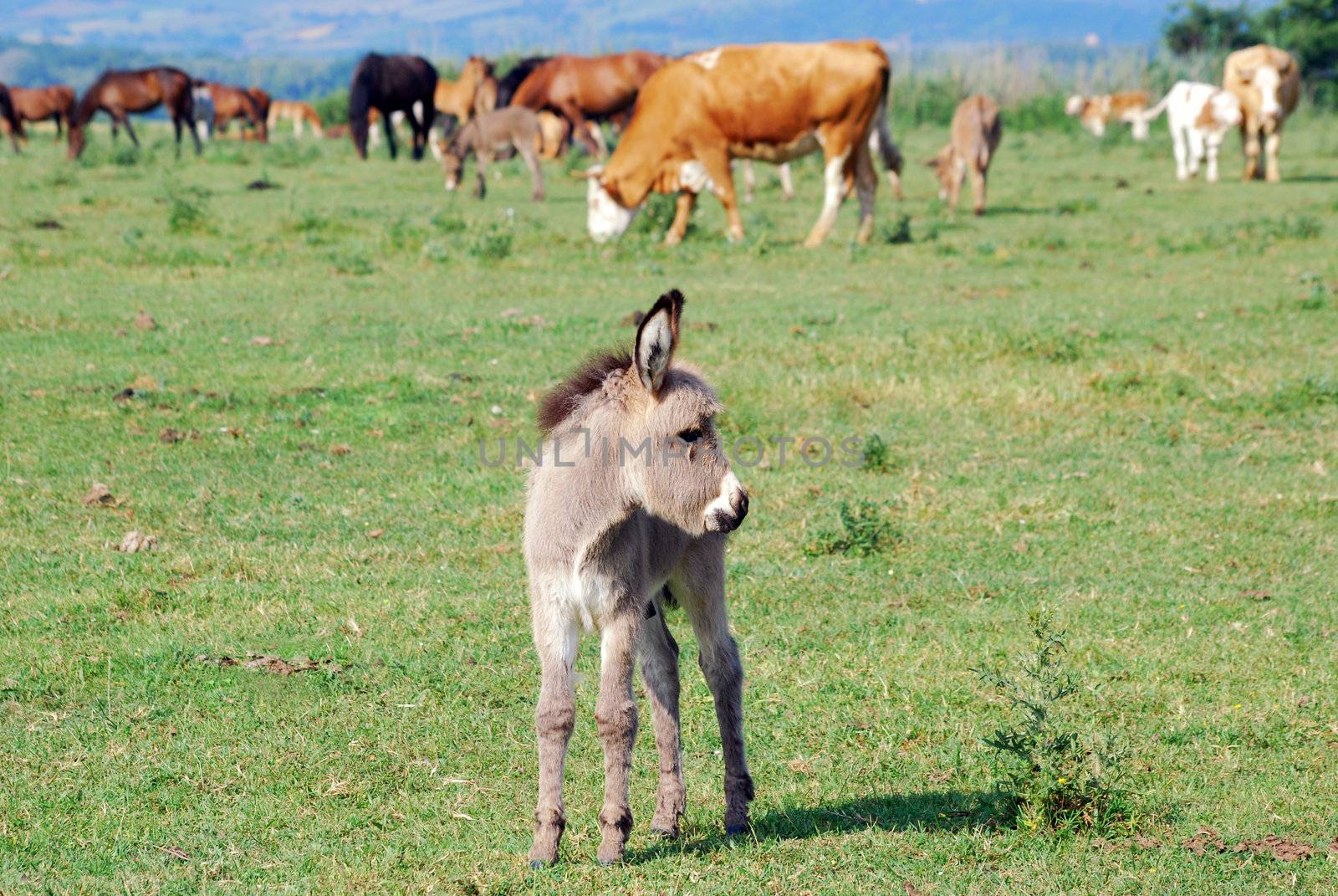 Cute little donkey on pasture