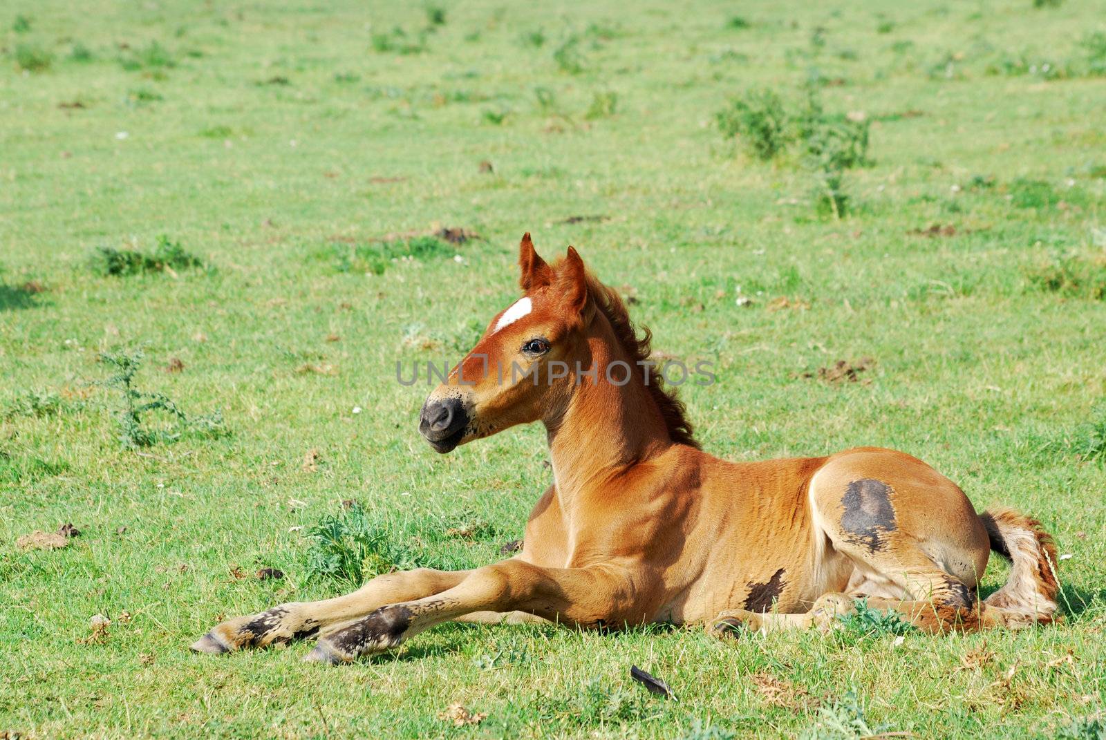 Brown horse foal on pasture
