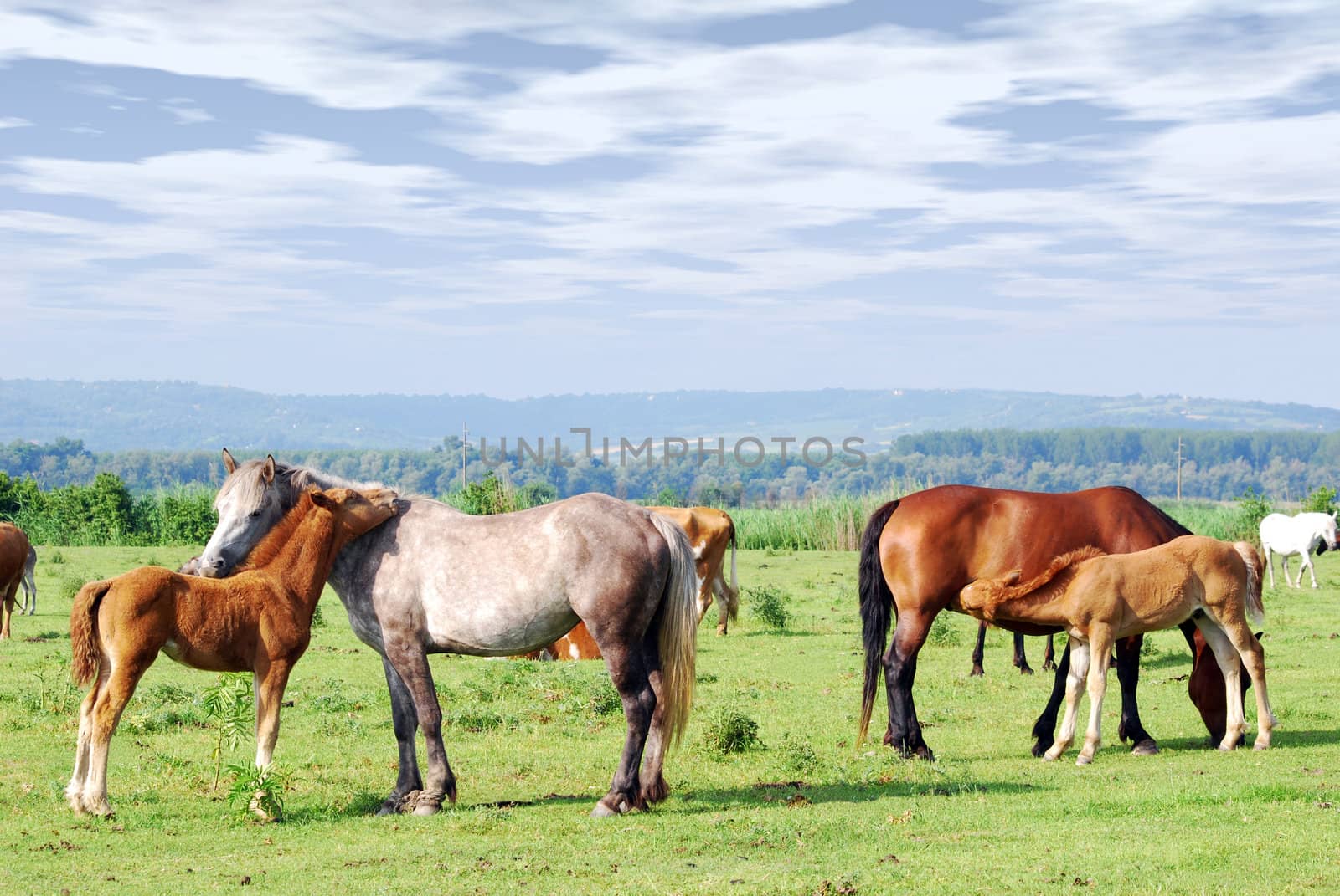 Horses and foals on pasture