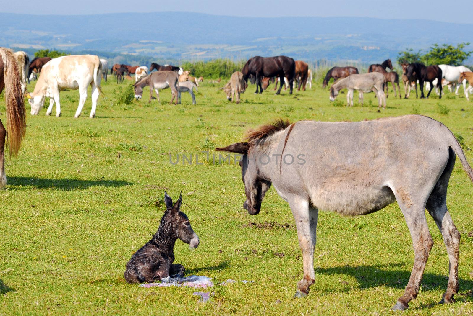 Just born little donkey with jenny on pasture