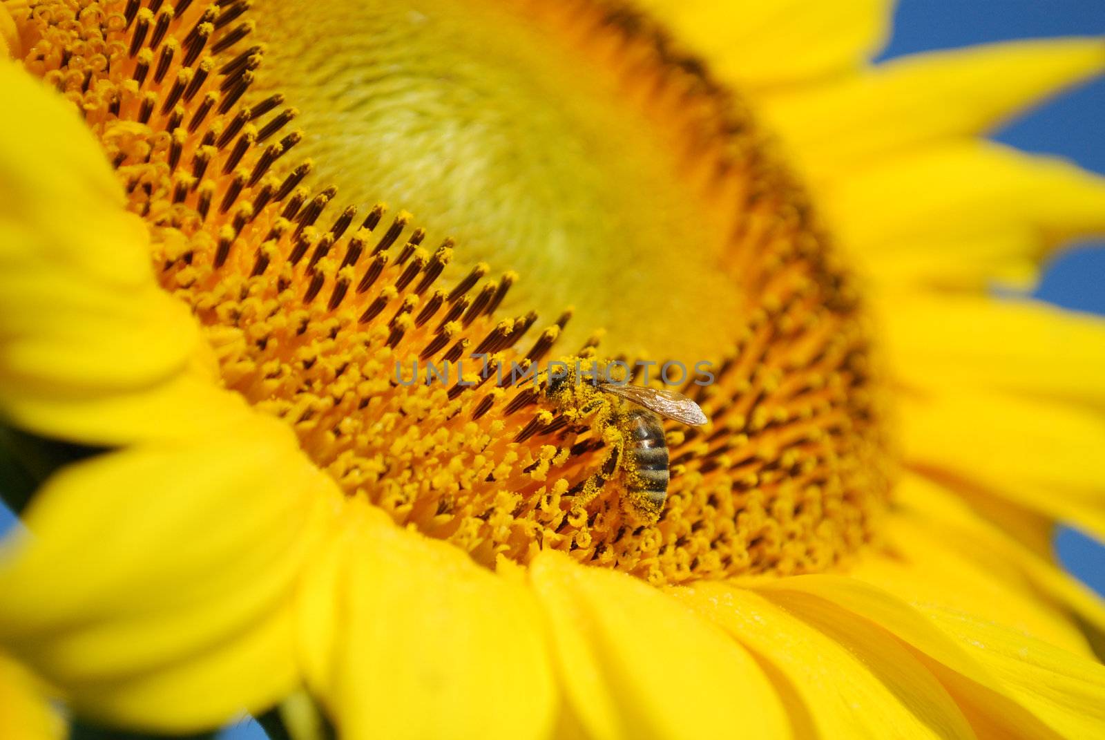 Summer scene with bee on a sunflower