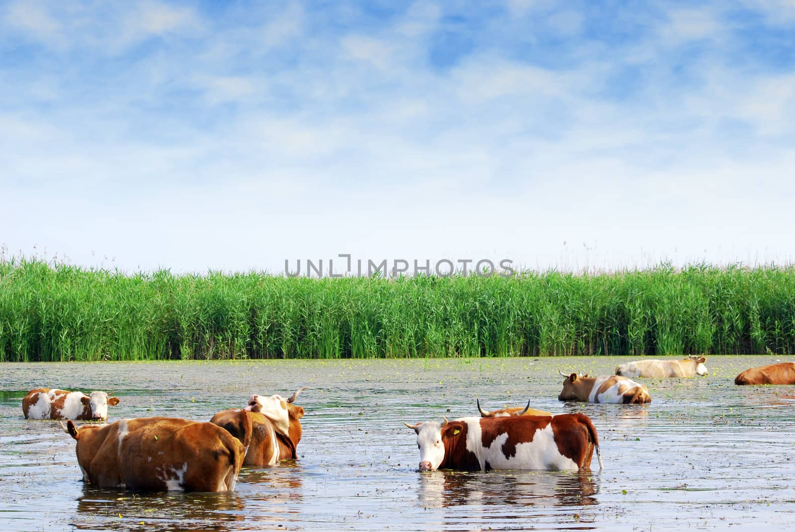 Farm scene with cows on watering place