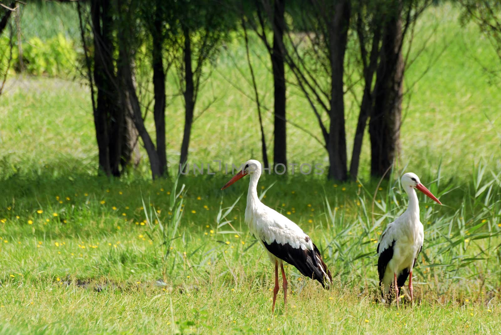 Nature scene with two storks