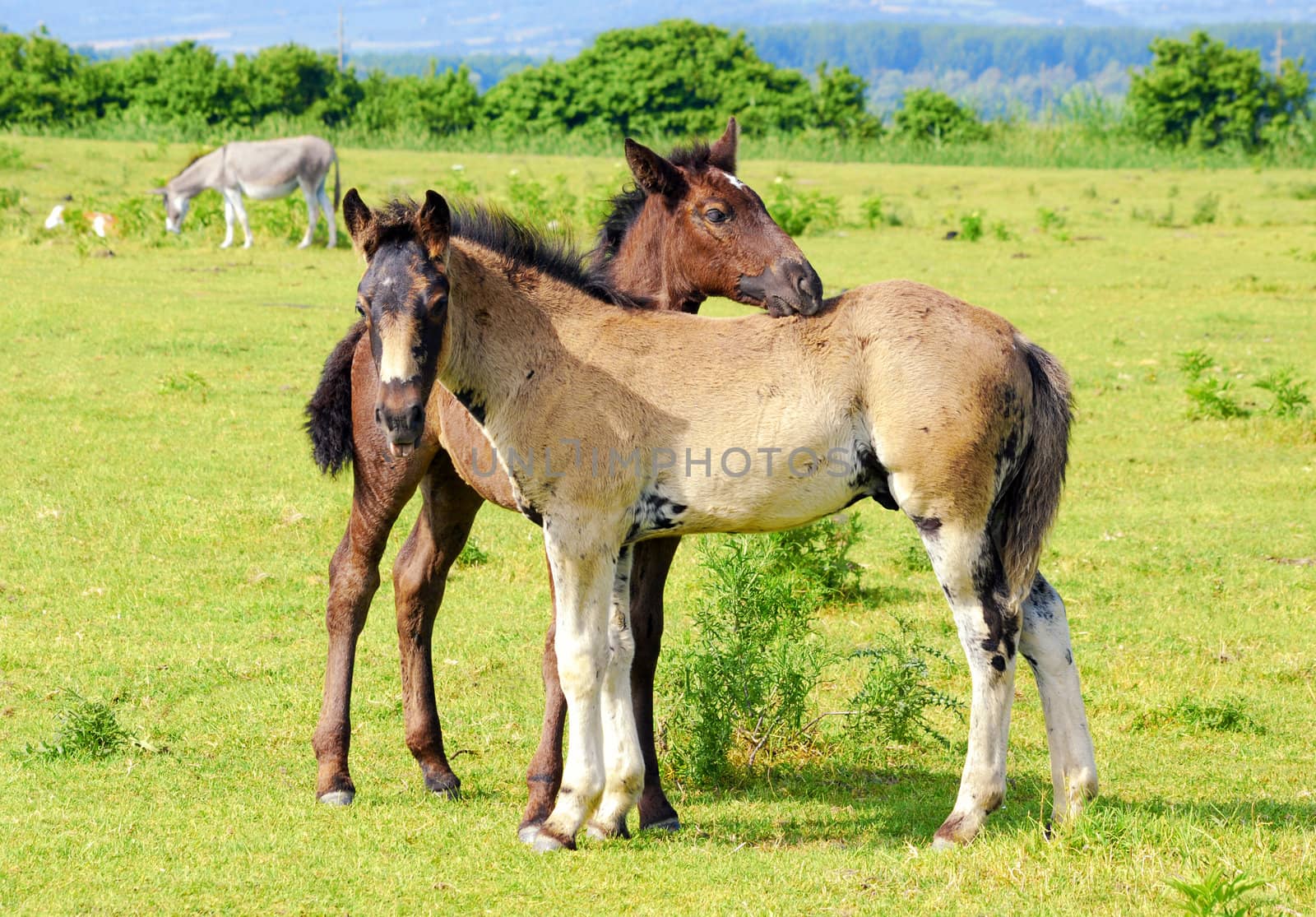 Two horse foals on pasture