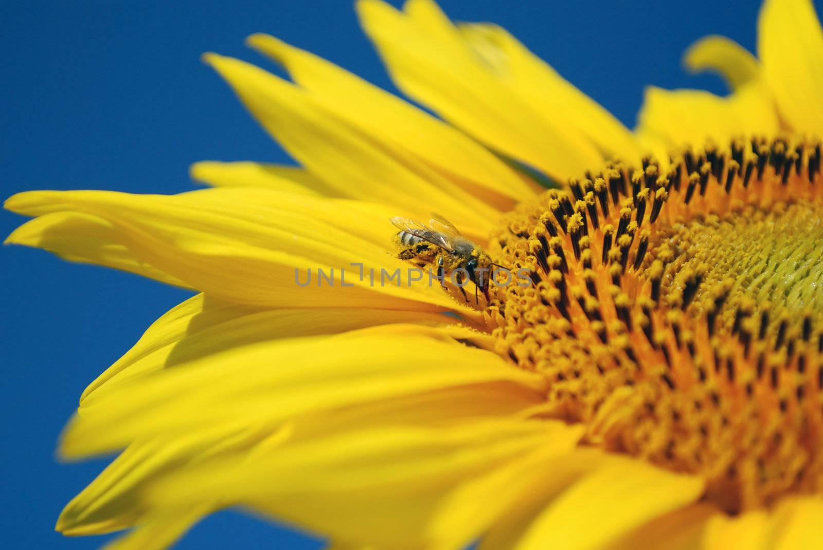 Bee sucking nectar from sunflower