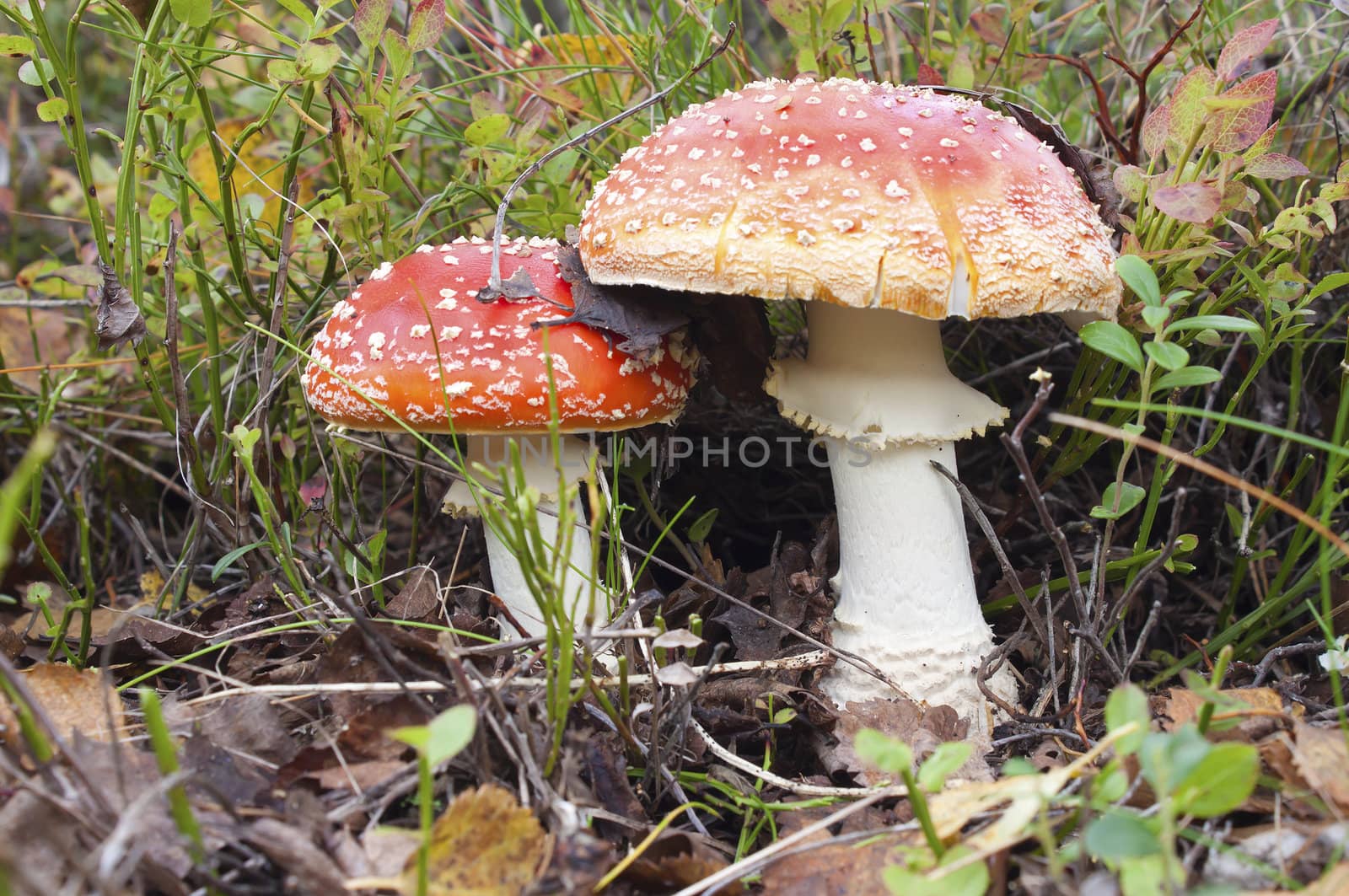 Two beautiful fly agarics (Amanita muscaria) are found in wood