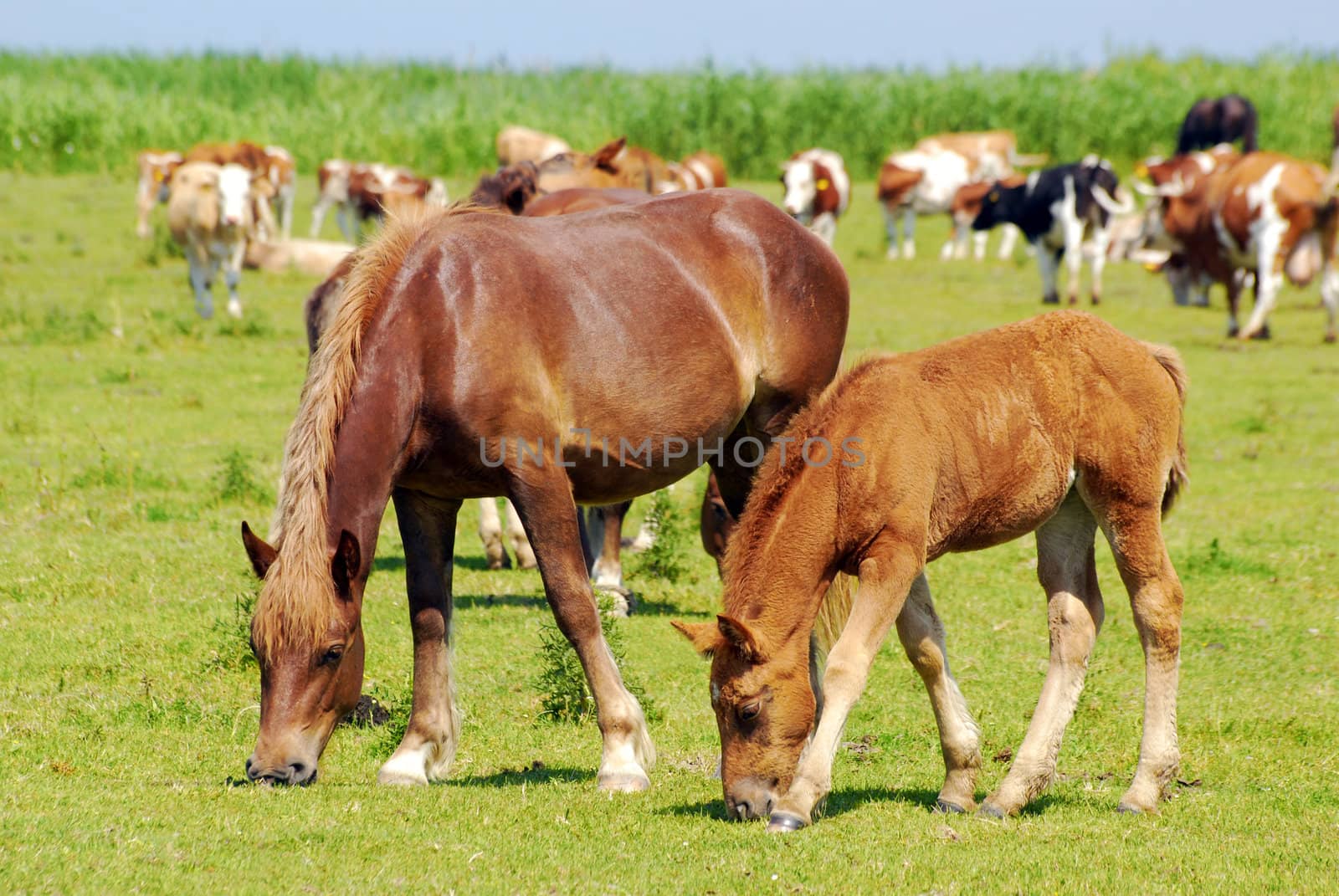 Brown horse mare and foal on pasture