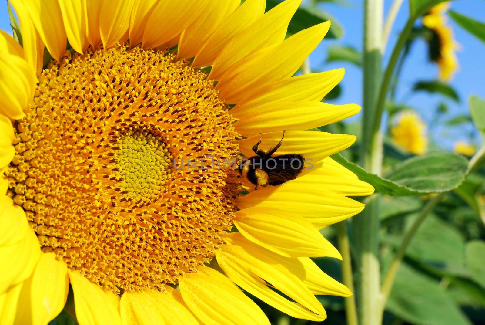 Bumblebee on sunflower summer scene